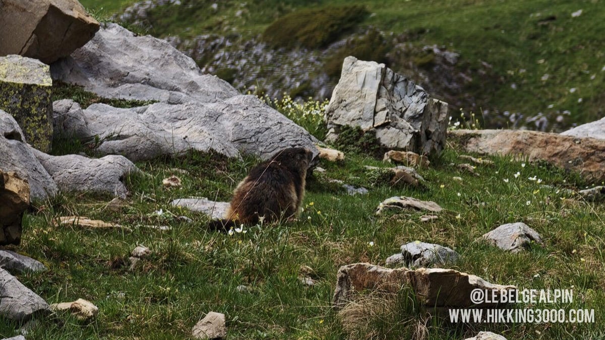 Marmotte à l'approche des alpages, fin de rando