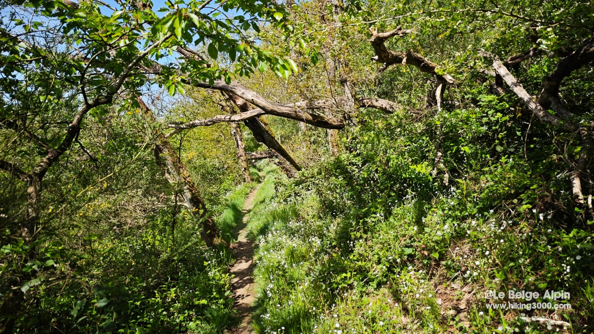 Sentier etroit en foret printaniere, branches noueuses au-dessus, sous-bois fleuri, Vulkaneifel