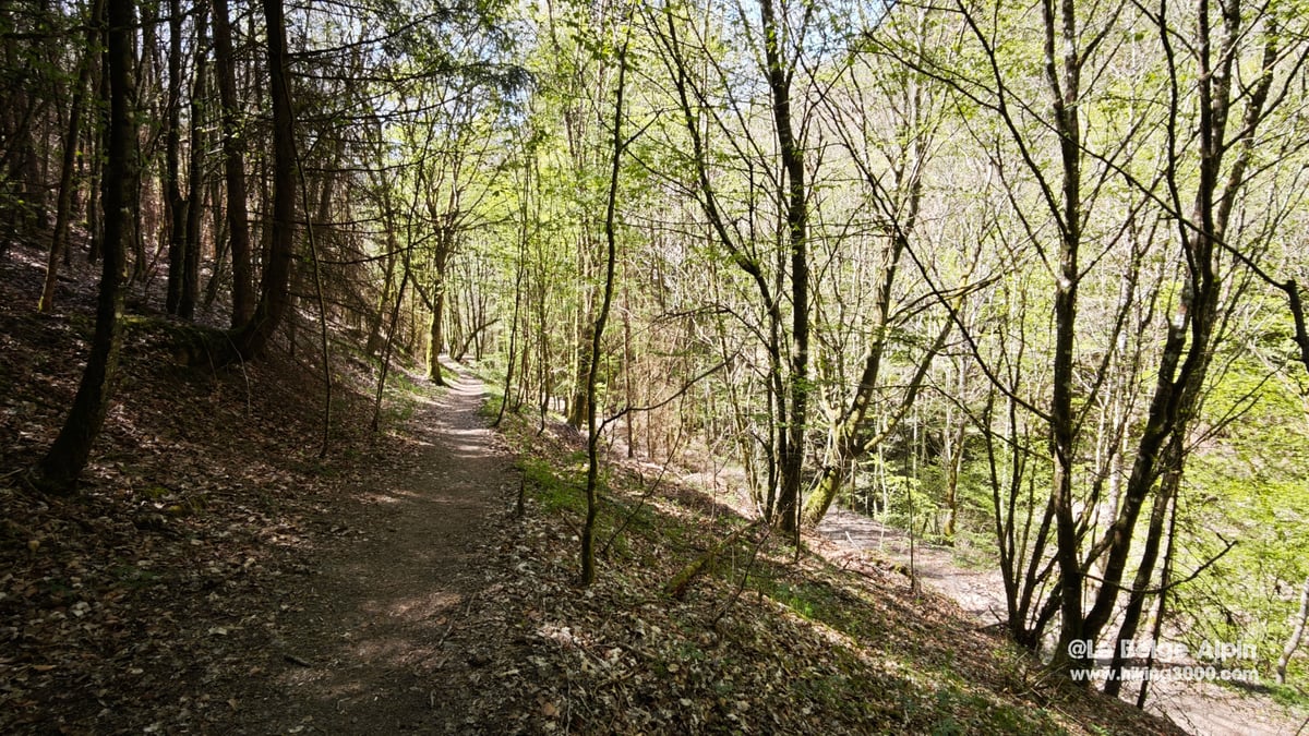 Trail along the slope, golden light through the broadleaves