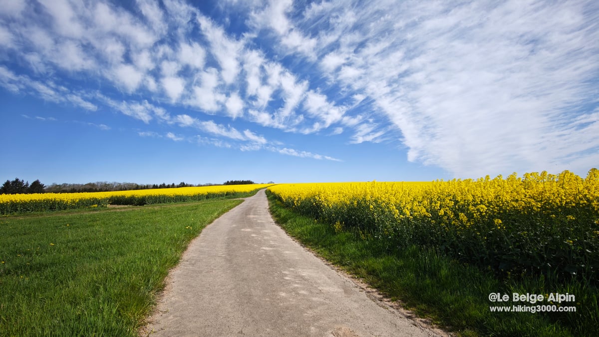 Champ de colza jaune sous ciel bleu de printemps, chemin agricole sur le plateau de la Vulkaneifel