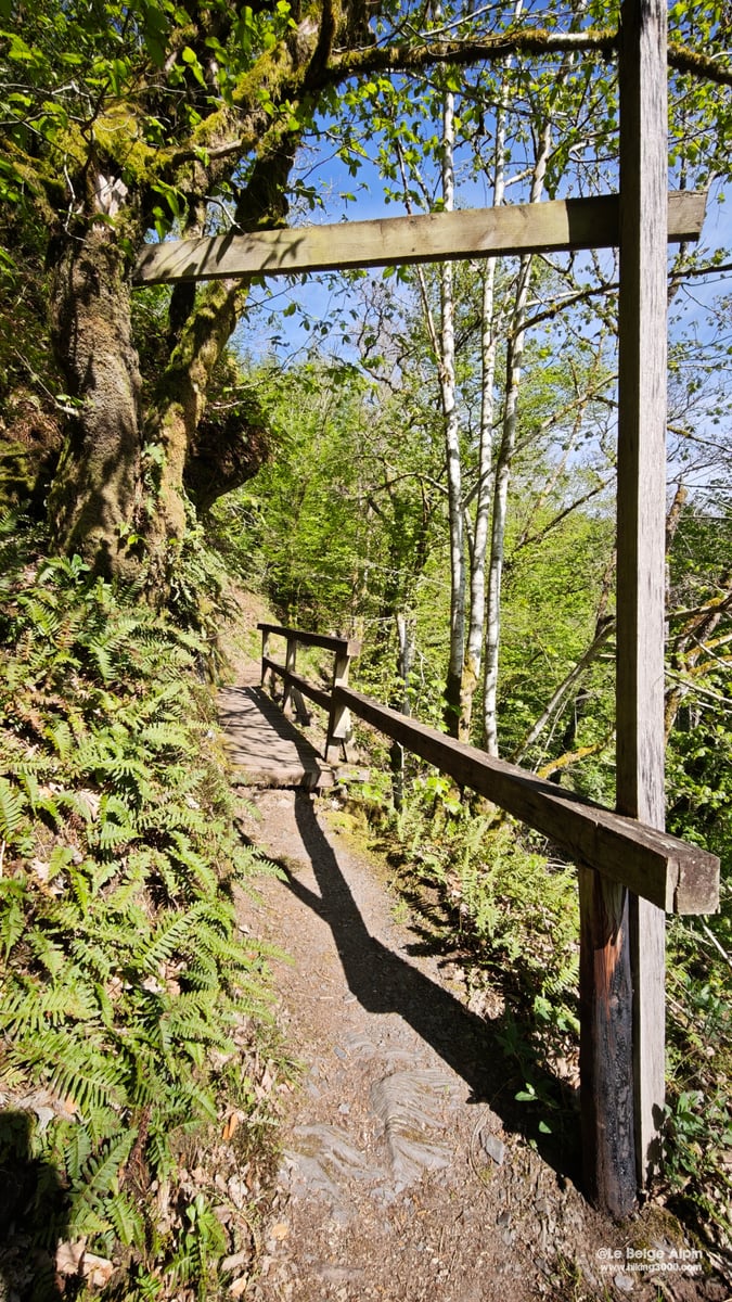 Sentier en flanc avec rambarde de bois, fougeres et sous-bois, traversee sous les bouleaux