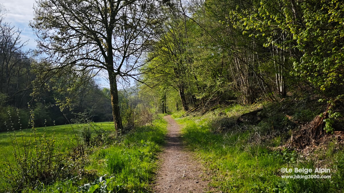 Sentier large entre prairie et lisiere de bois, lumiere doree de printemps, herbes de saison