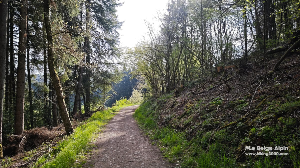Sentier en foret mixte, resineux a gauche et feuillus a droite, lumiere doree filtree