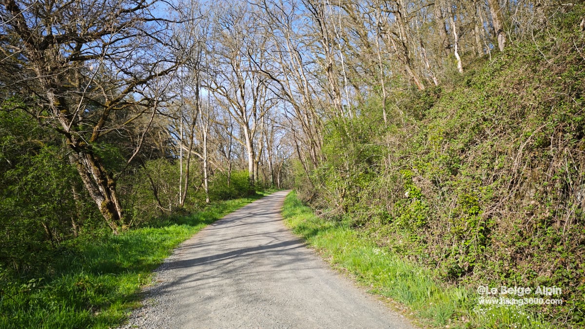 Chemin large borde d'arbres en debut de feuillaison, ambiance route forestiere de printemps
