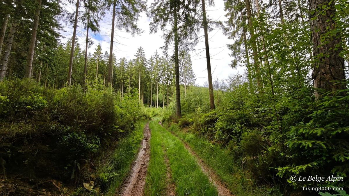Harre Loop (22 km, 720 m gain)