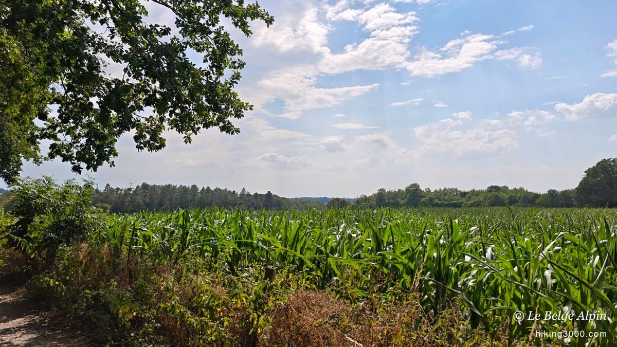 Semi-wild loop at Sendrogne (15.75 km, 453 D+)