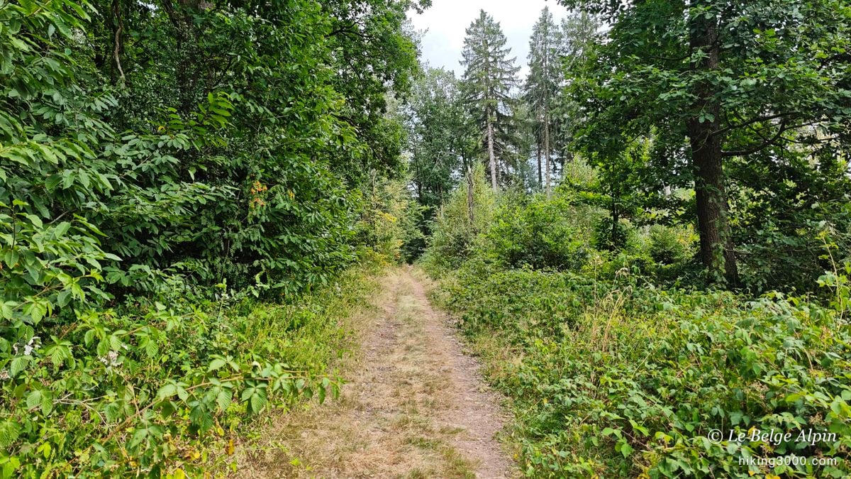 Semi-wild loop at Sendrogne (15.75 km, 453 D+)