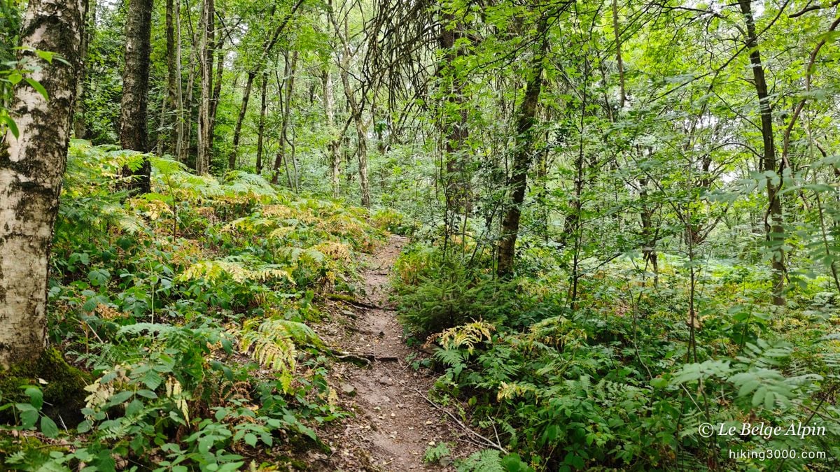 Semi-wild loop at Sendrogne (15.75 km, 453 D+)