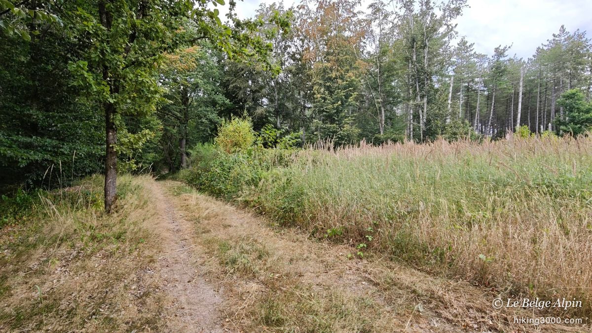 Semi-wild loop at Sendrogne (15.75 km, 453 D+)