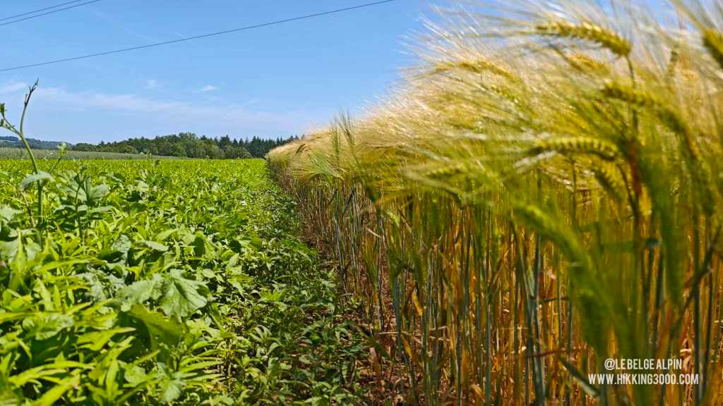 Boucle Chanxhe et Esneux sud (21 km — 650 D+)