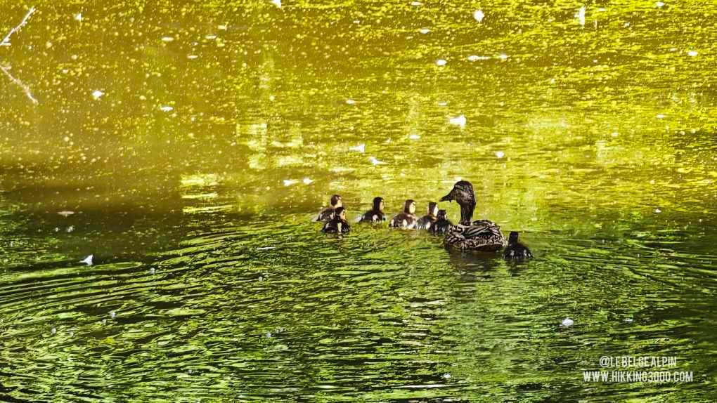 Boucle Chanxhe et Esneux sud (21 km — 650 D+)