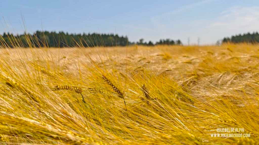 Boucle Chanxhe et Esneux sud (21 km — 650 D+)