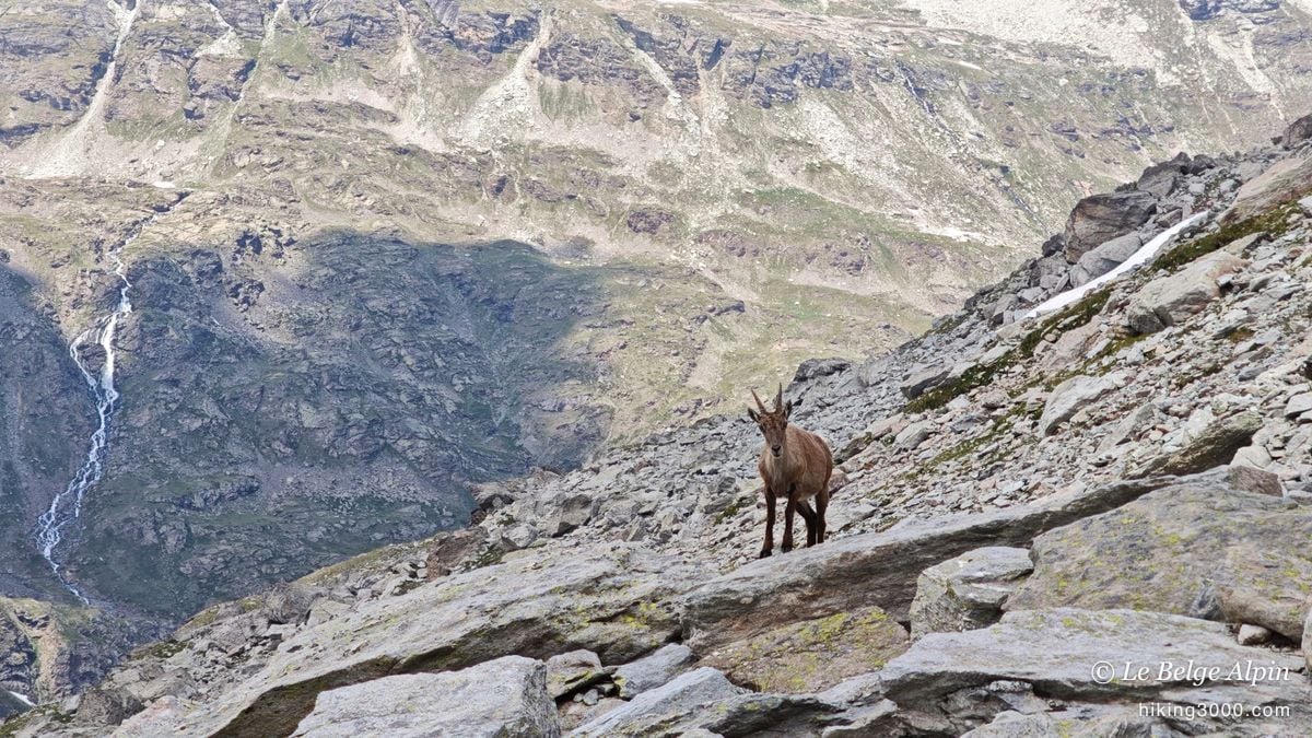 Un chamois posé sur l'arête, le vide du vallon plongeant en dessous