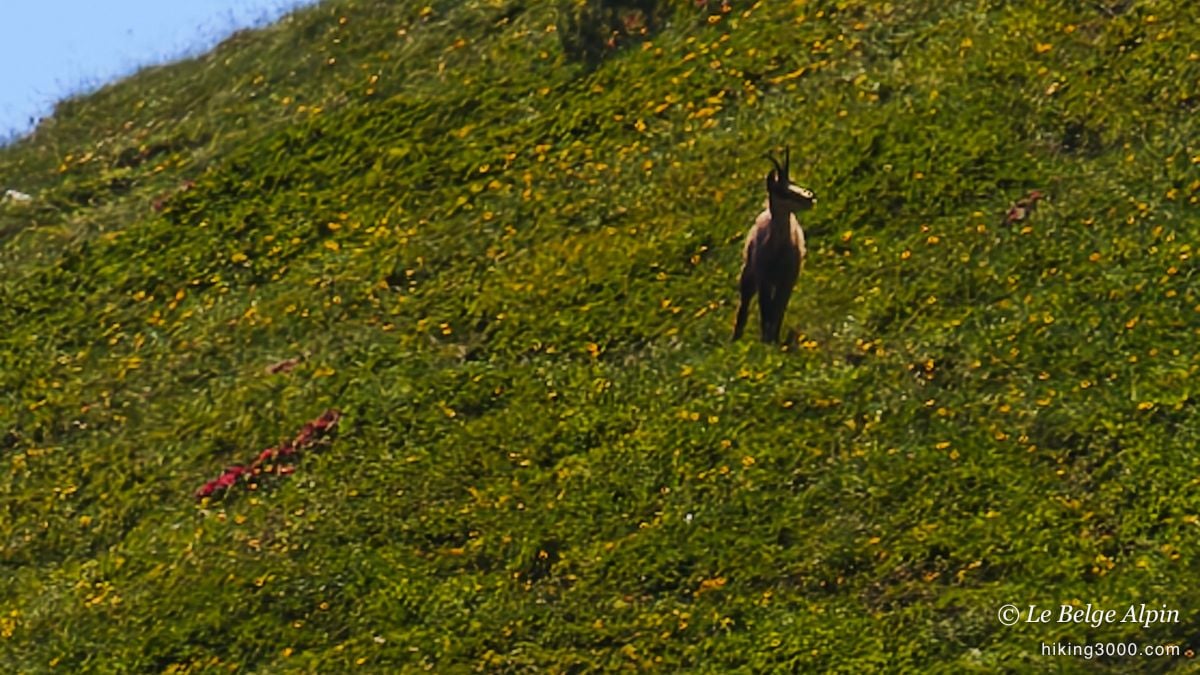 A chamois for our only welcome party