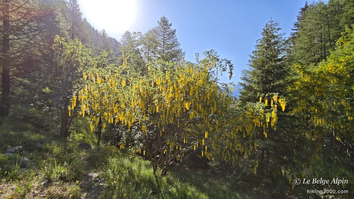 Un genêt en fleur capte le soleil sur le sentier