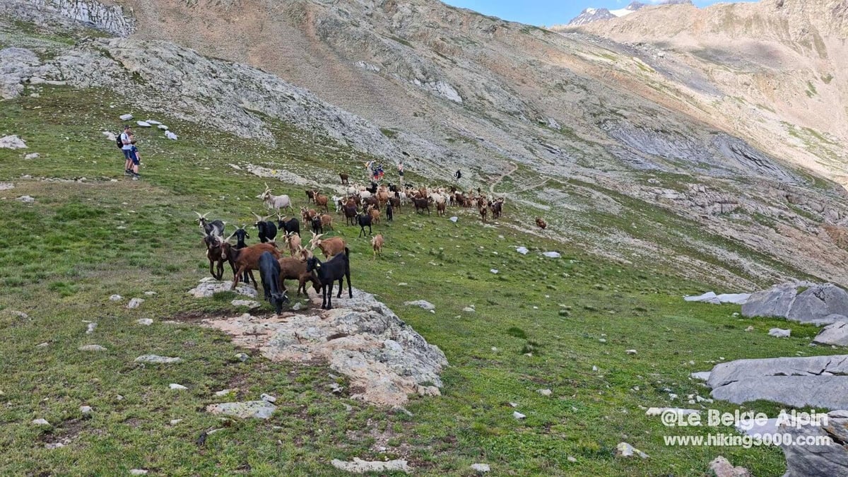 Croisement avec un troupeau dans les alpages
