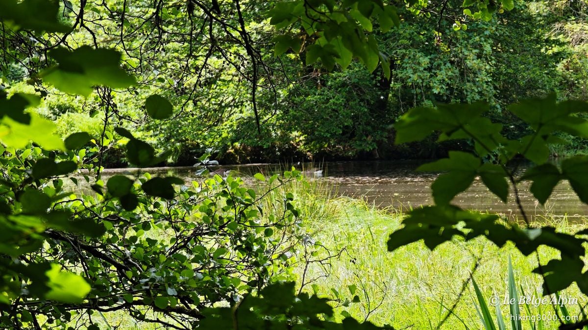 Tour du lac de Nisramont (15 km, 597 D+)