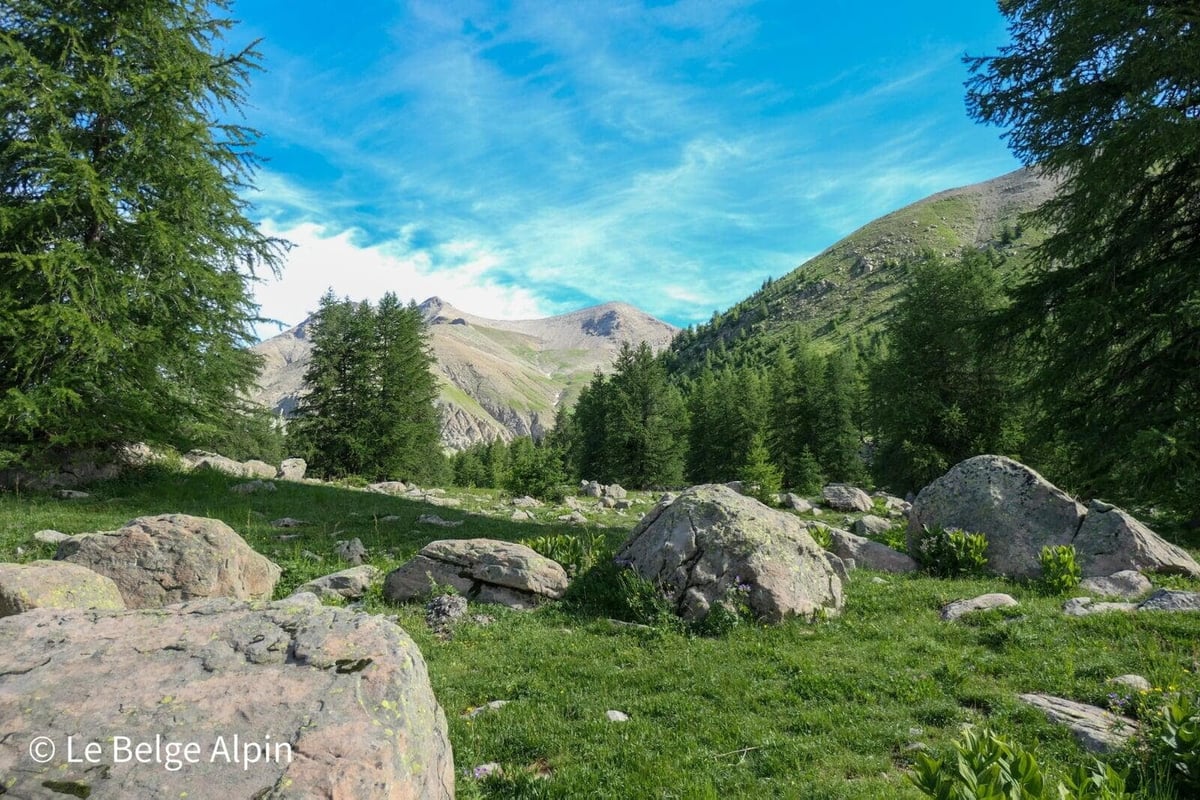Clairière et mélèzes, après le lac