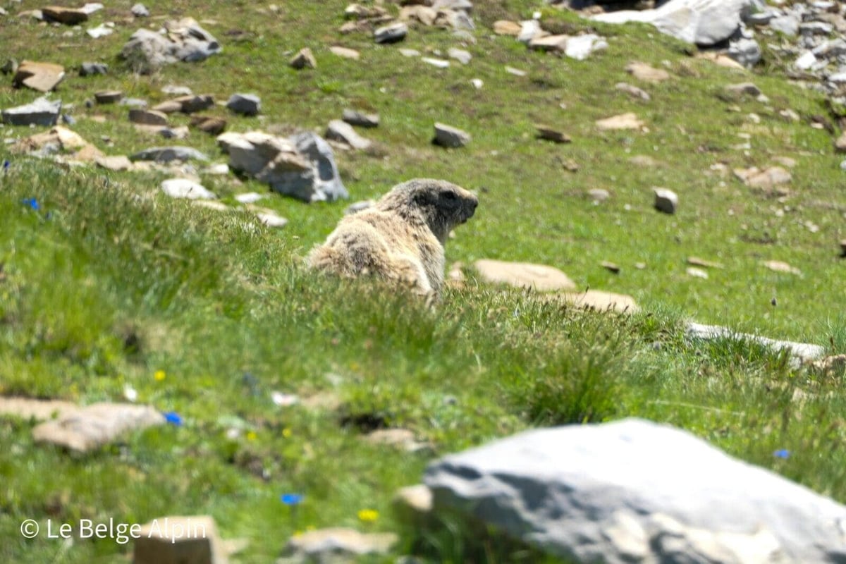 Marmotte peu farouche, Mercantour dans toute sa splendeur