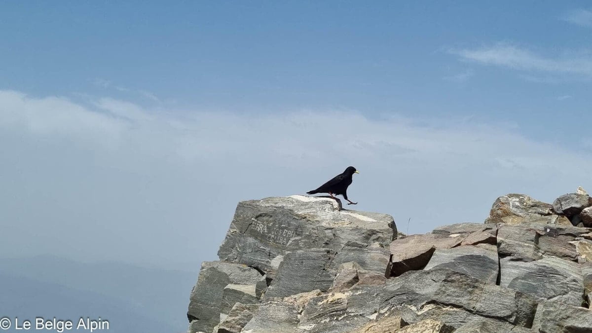 Chocard à bec jaune, habitué des sommets
