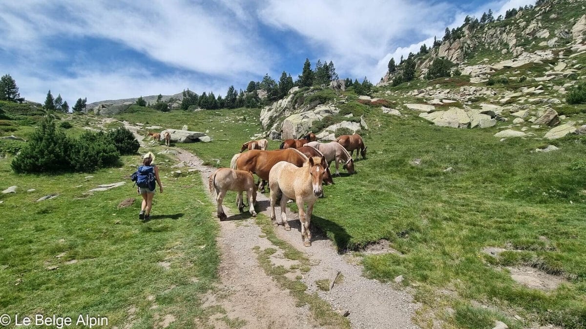 Chevaux au milieu du sentier, on cède le passage