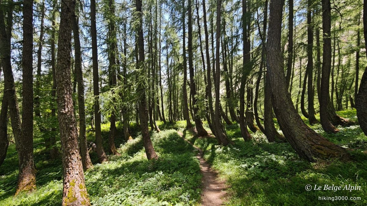 Retour dans la forêt de mélèzes