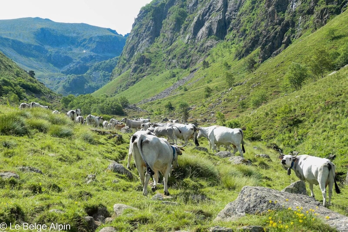 Troupeau de vaches — c'est leur terrain