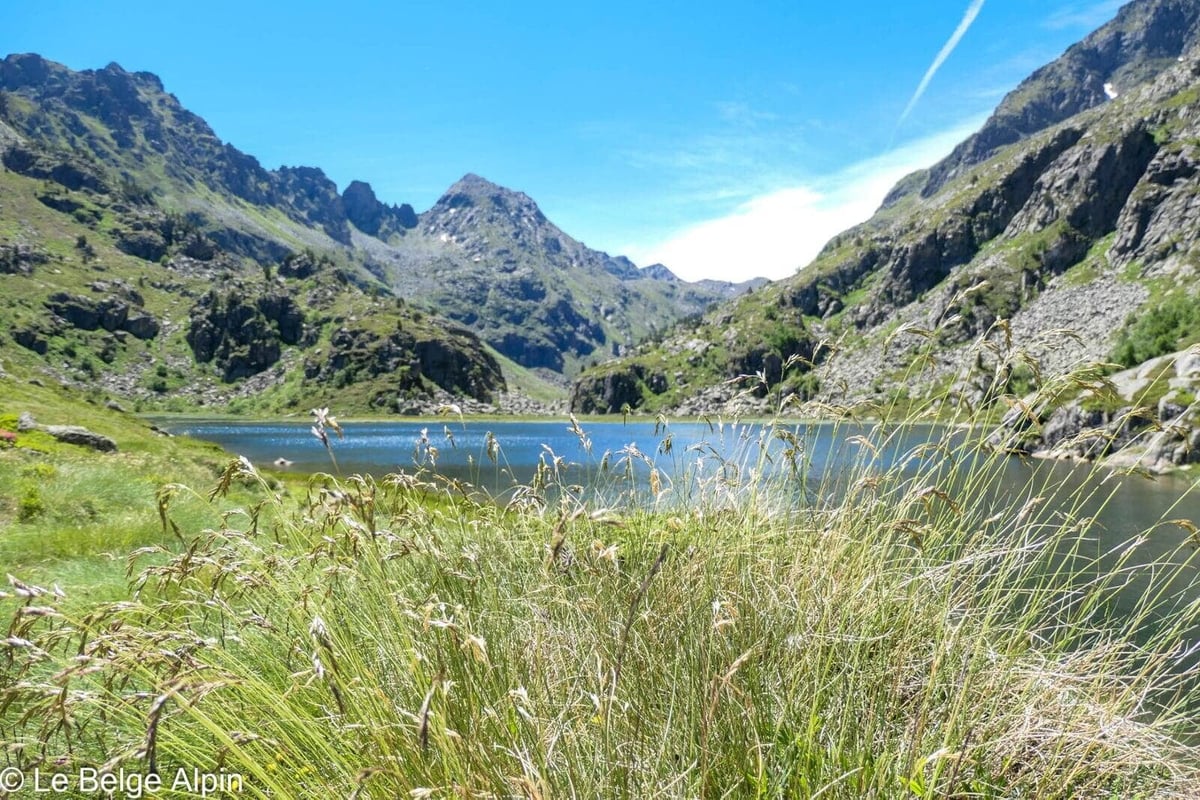 Étang sauvage, herbes d'été au premier plan