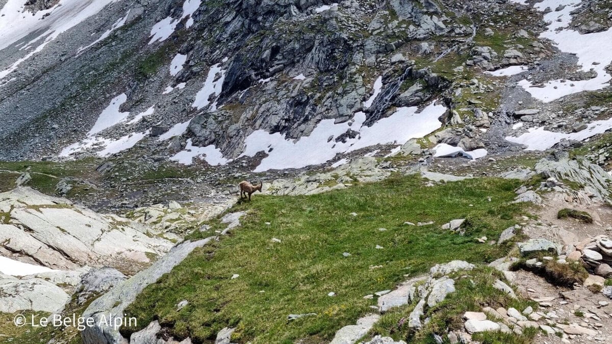 Chamois croisé sur le chemin du retour