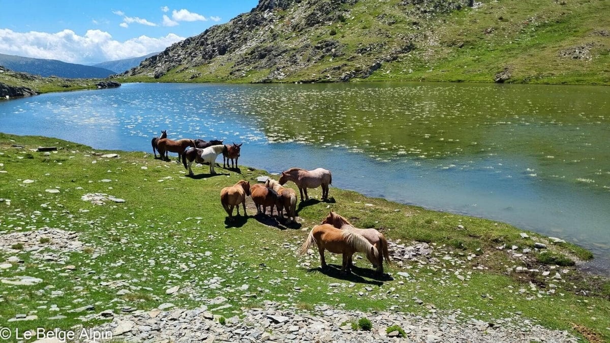 Chevaux sauvages à l'étang, fin de rando