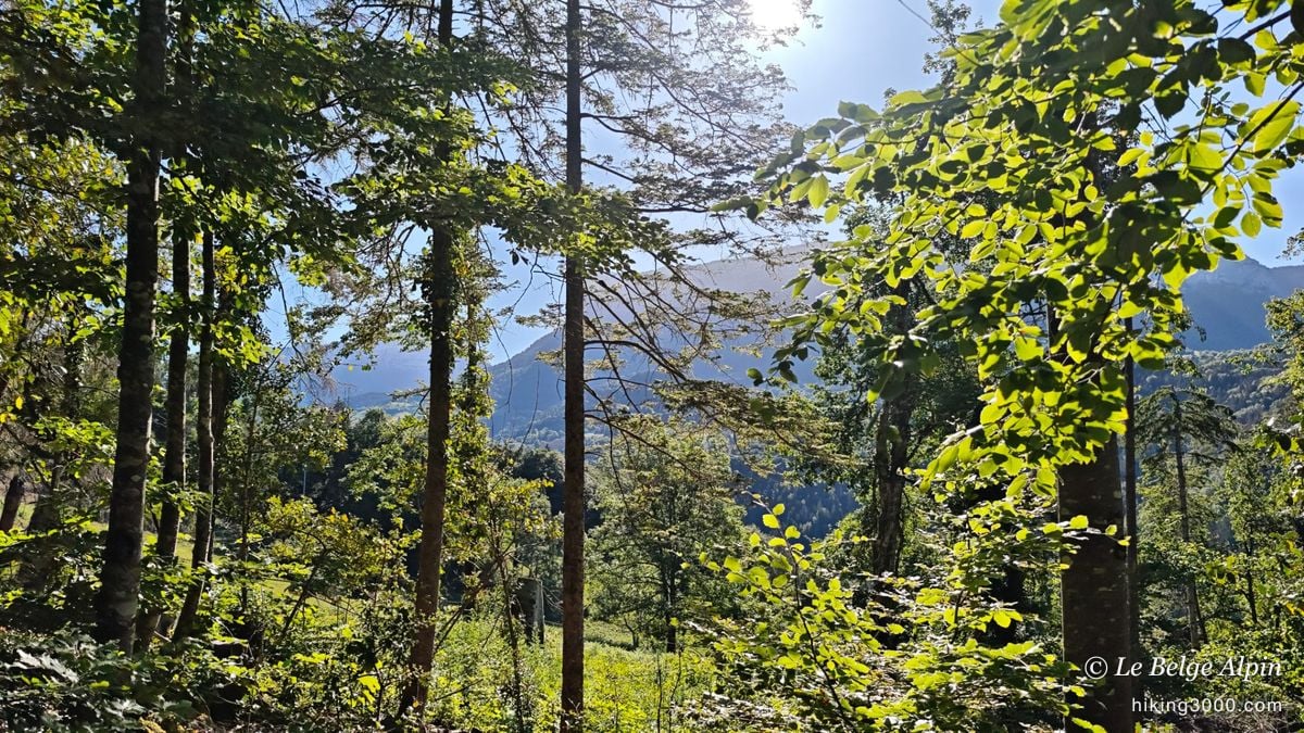 Approche en sous-bois, le soleil à travers les arbres