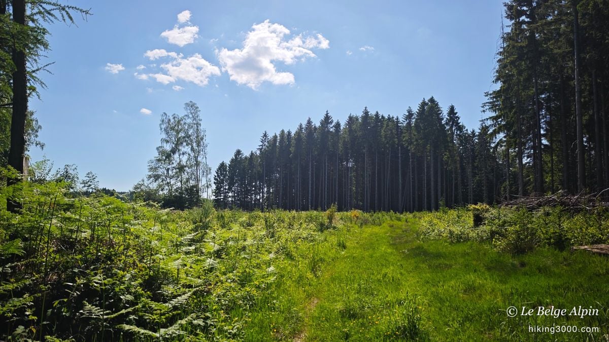 Boucle de Werbomont (20 km, 605 D+)